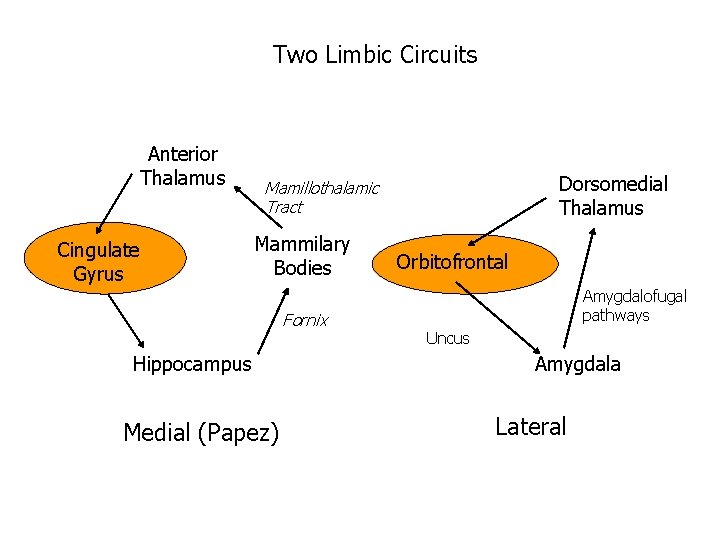 Two Limbic Circuits Anterior Thalamus Cingulate Gyrus Dorsomedial Thalamus Mamillothalamic Tract Mammilary Bodies Fornix