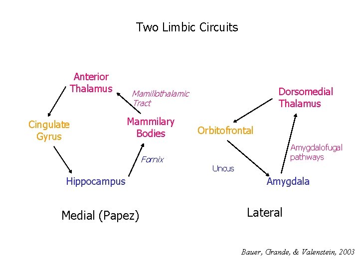 Two Limbic Circuits Anterior Thalamus Cingulate Gyrus Dorsomedial Thalamus Mamillothalamic Tract Mammilary Bodies Fornix