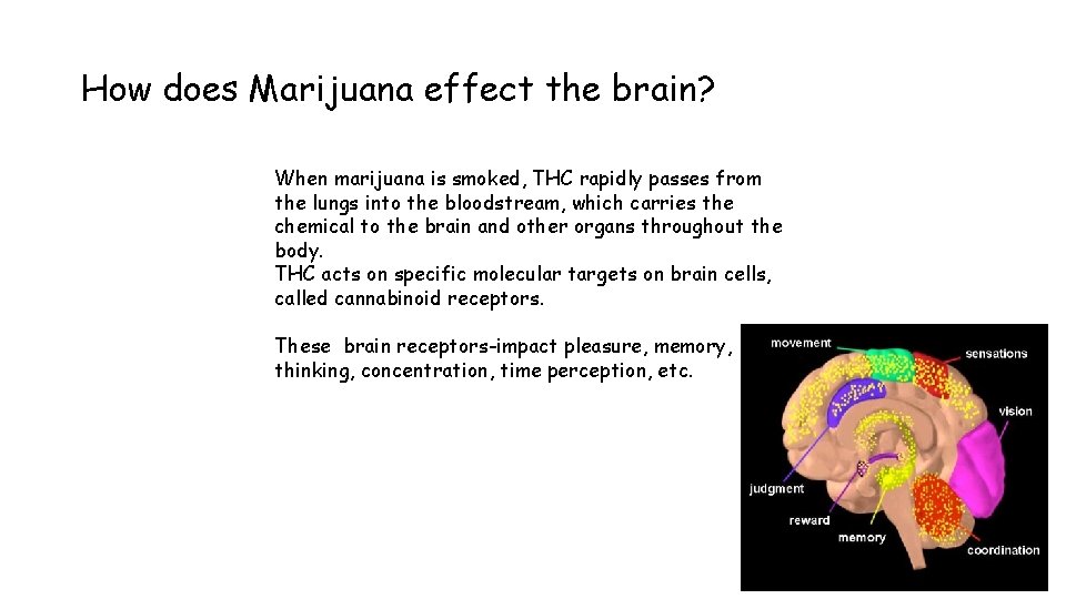 How does Marijuana effect the brain? When marijuana is smoked, THC rapidly passes from