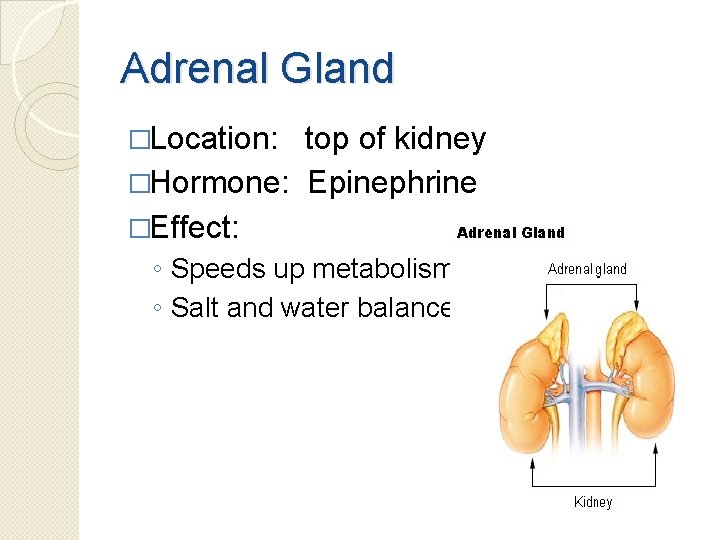 Adrenal Gland �Location: top of kidney �Hormone: Epinephrine �Effect: ◦ Speeds up metabolism ◦