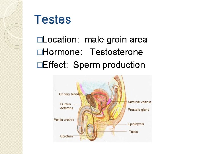 Testes �Location: male groin area �Hormone: Testosterone �Effect: Sperm production 