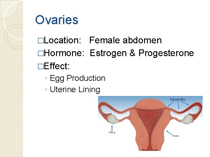 Ovaries �Location: Female abdomen �Hormone: Estrogen & Progesterone �Effect: ◦ Egg Production ◦ Uterine