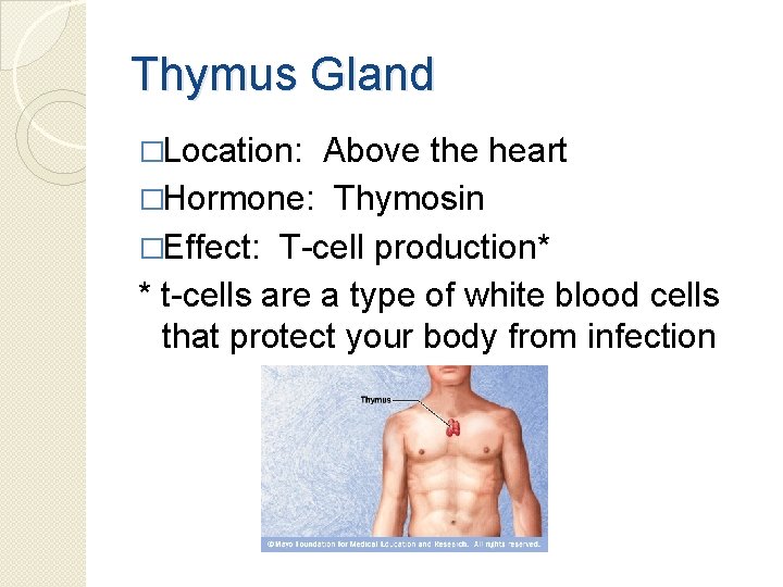 Thymus Gland �Location: Above the heart �Hormone: Thymosin �Effect: T-cell production* * t-cells are