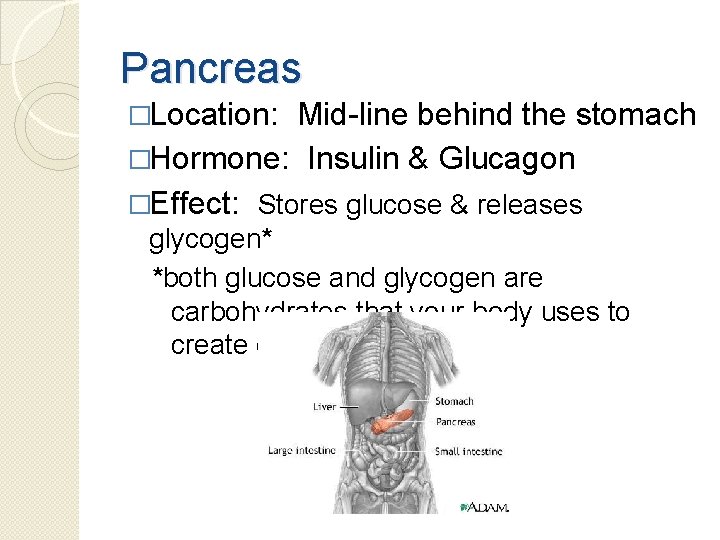 Pancreas �Location: Mid-line behind the stomach �Hormone: Insulin & Glucagon �Effect: Stores glucose &