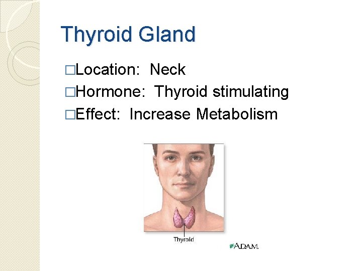 Thyroid Gland �Location: Neck �Hormone: Thyroid stimulating �Effect: Increase Metabolism 