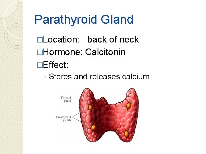 Parathyroid Gland �Location: back of neck �Hormone: Calcitonin �Effect: ◦ Stores and releases calcium