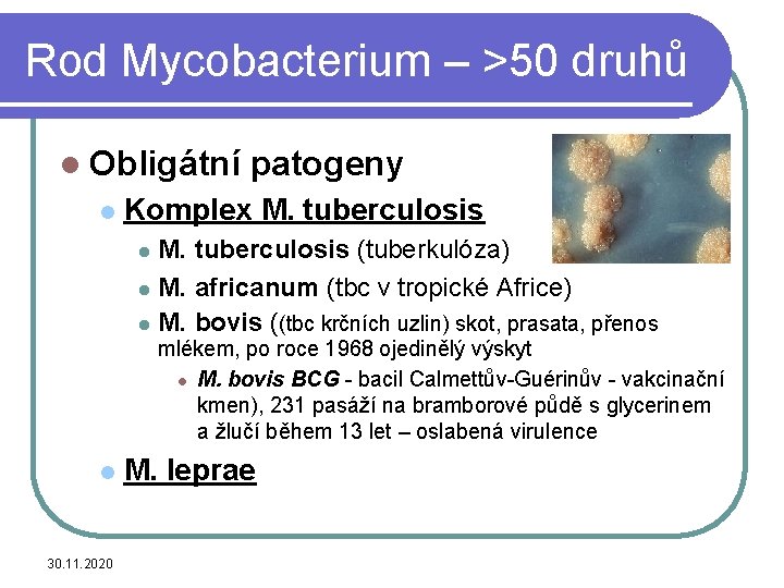 Rod Mycobacterium – >50 druhů l Obligátní l patogeny Komplex M. tuberculosis (tuberkulóza) l