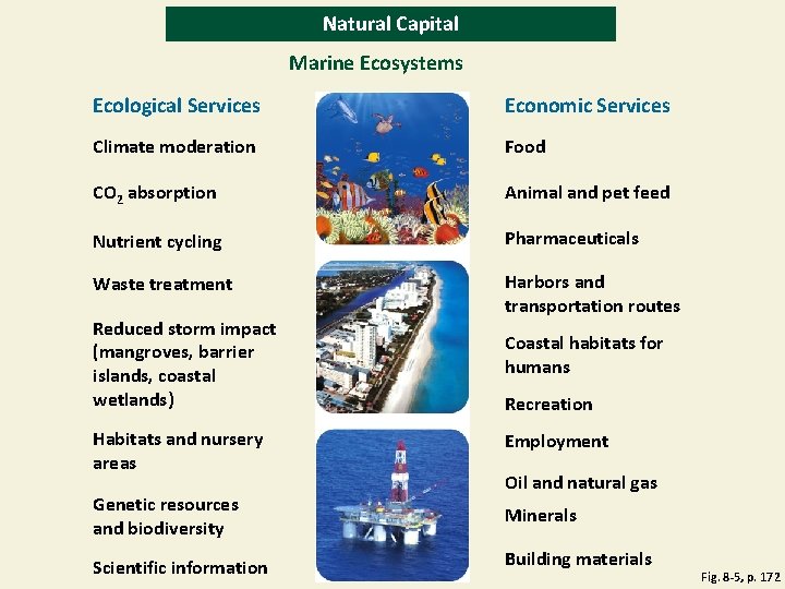 Natural Capital Marine Ecosystems Ecological Services Economic Services Climate moderation Food CO 2 absorption