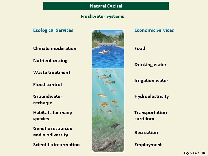Natural Capital Freshwater Systems Ecological Services Economic Services Climate moderation Food Nutrient cycling Drinking