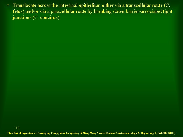  • Translocate across the intestinal epithelium either via a transcellular route (C. fetus)