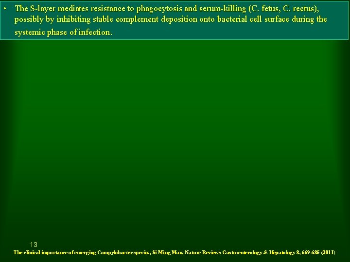  • The S-layer mediates resistance to phagocytosis and serum-killing (C. fetus, C. rectus),