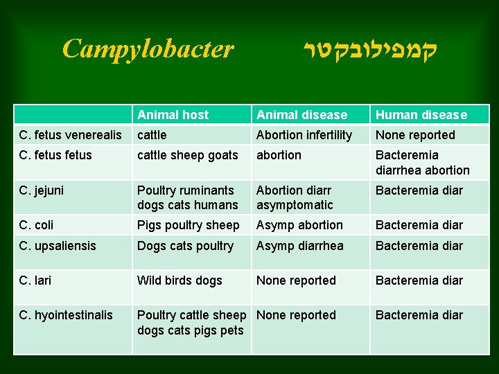 Campylobacter קמפילובקטר Animal host Animal disease Human disease C. fetus venerealis cattle Abortion infertility