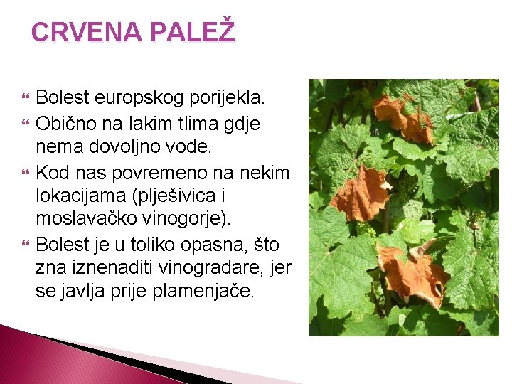 CRVENA PALEŽ Bolest europskog porijekla. Obično na lakim tlima gdje nema dovoljno vode. Kod