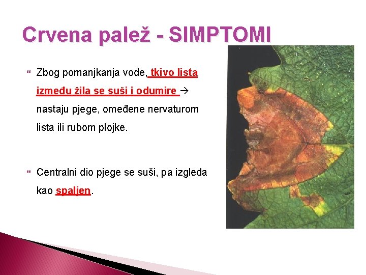 Crvena palež - SIMPTOMI Zbog pomanjkanja vode, tkivo lista između žila se suši i