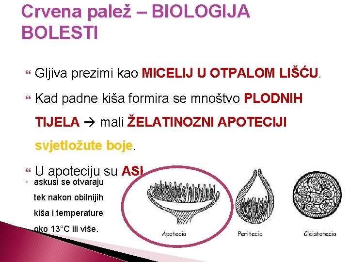 Crvena palež – BIOLOGIJA BOLESTI Gljiva prezimi kao MICELIJ U OTPALOM LIŠĆU. Kad padne