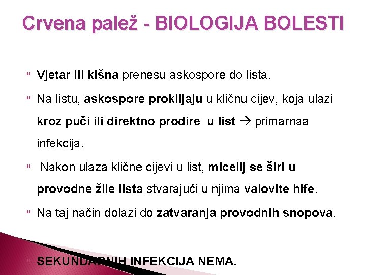 Crvena palež - BIOLOGIJA BOLESTI Vjetar ili kišna prenesu askospore do lista. Na listu,