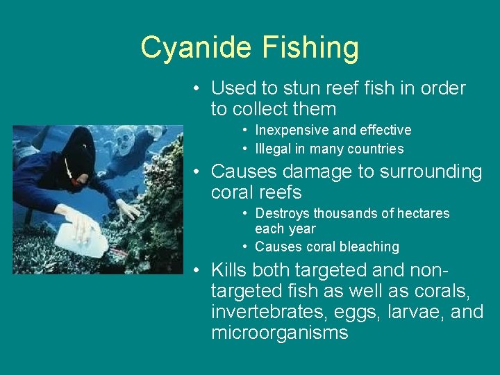 Cyanide Fishing • Used to stun reef fish in order to collect them •