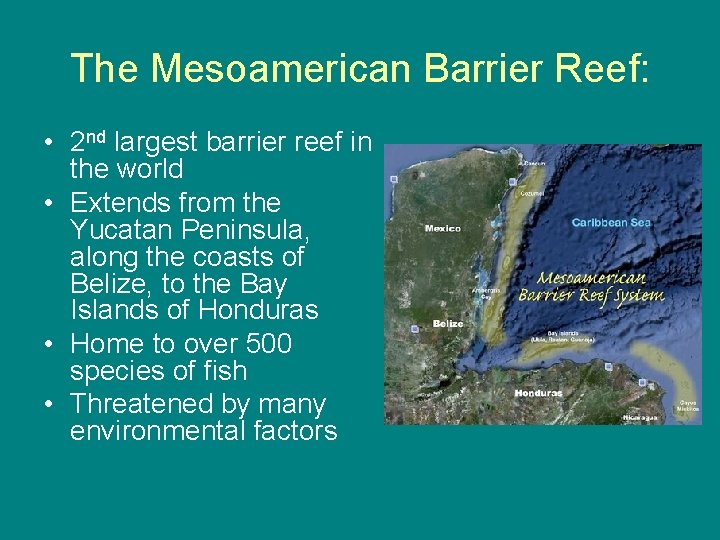 The Mesoamerican Barrier Reef: • 2 nd largest barrier reef in the world •