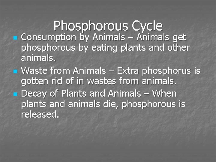 Phosphorous Cycle n n n Consumption by Animals – Animals get phosphorous by eating