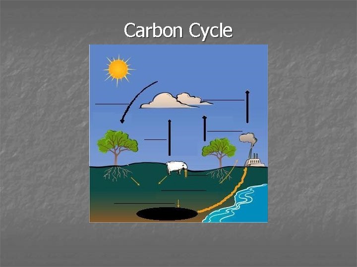 Carbon Cycle 