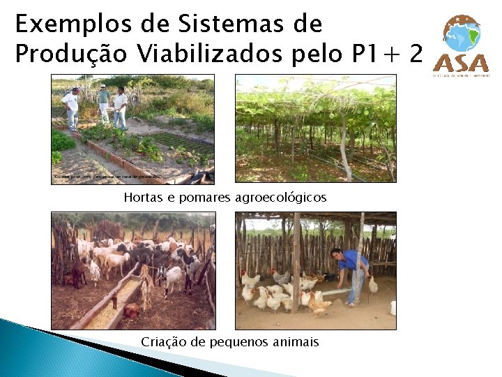 Exemplos de Sistemas de Produção Viabilizados pelo P 1+ 2 Hortas e pomares agroecológicos