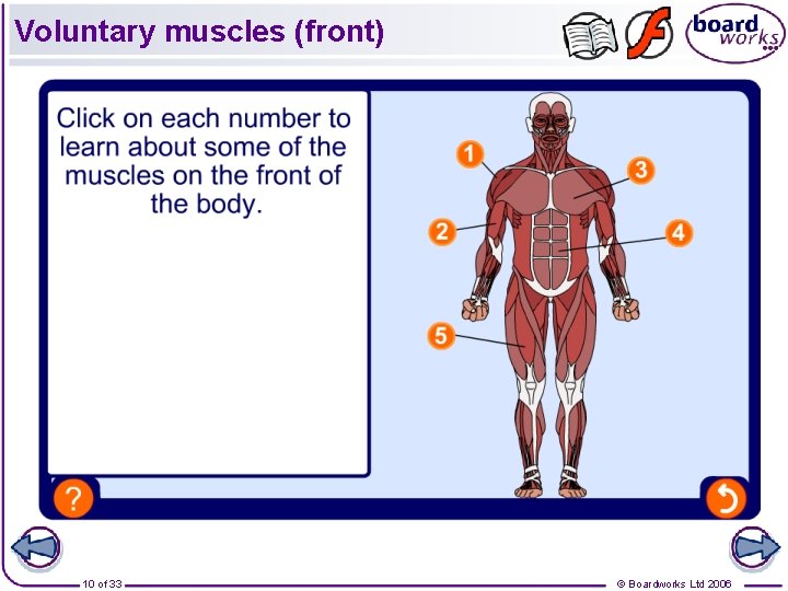 Voluntary muscles (front) 10 of 33 © Boardworks Ltd 2006 Voluntary muscles (front) 10 of 33 © Boardworks Ltd 2006
