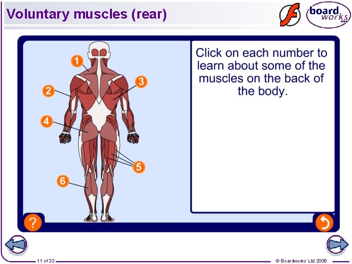 Voluntary muscles (rear) 11 of 33 © Boardworks Ltd 2006 Voluntary muscles (rear) 11 of 33 © Boardworks Ltd 2006