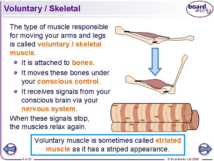 Voluntary / Skeletal The type of muscle responsible for moving your arms and legs Voluntary / Skeletal The type of muscle responsible for moving your arms and legs