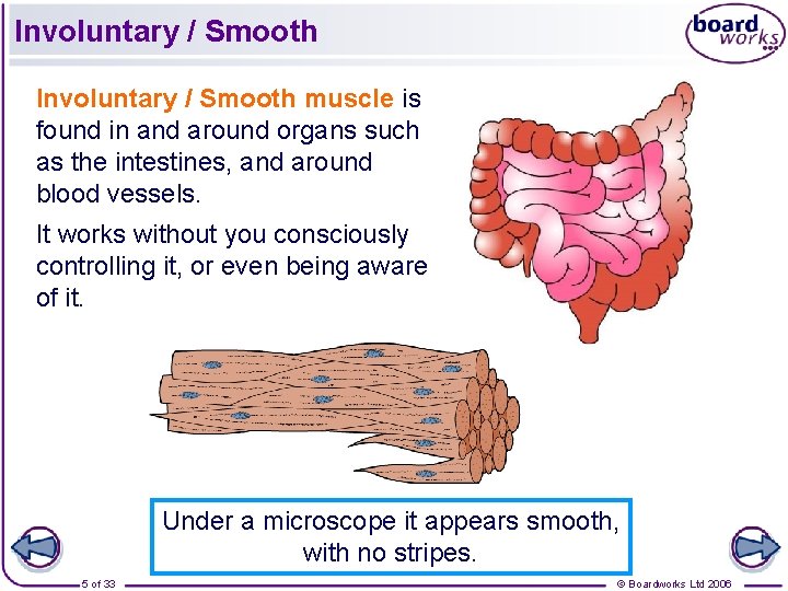 Involuntary / Smooth muscle is found in and around organs such as the intestines, Involuntary / Smooth muscle is found in and around organs such as the intestines,