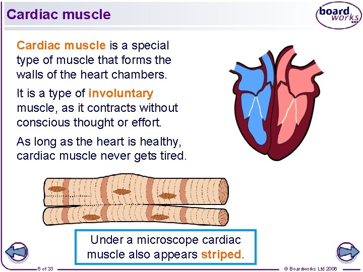 Cardiac muscle is a special type of muscle that forms the walls of the Cardiac muscle is a special type of muscle that forms the walls of the