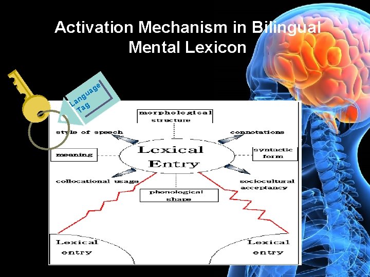 Activation Mechanism in Bilingual Mental Lexicon e g ua ng a L ag T