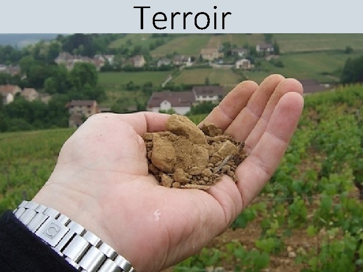 Terroir 