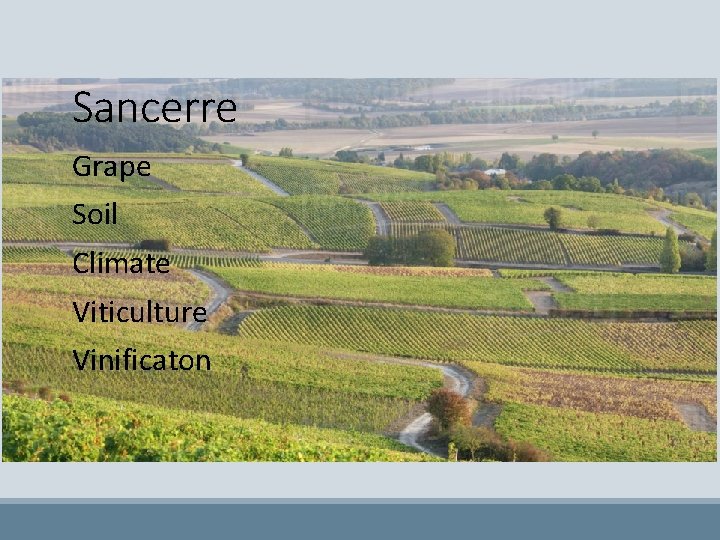 Sancerre Grape Soil Climate Viticulture Vinificaton 