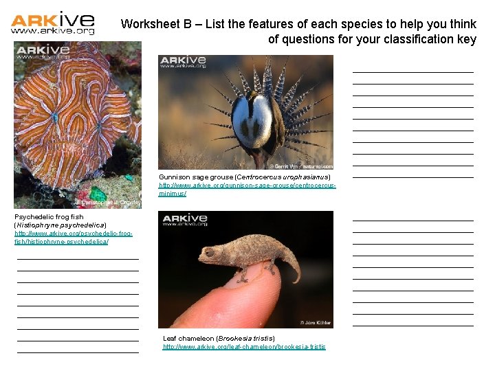 Worksheet B – List the features of each species to help you think of