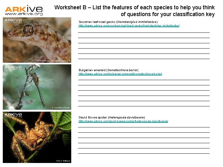 Worksheet B – List the features of each species to help you think of