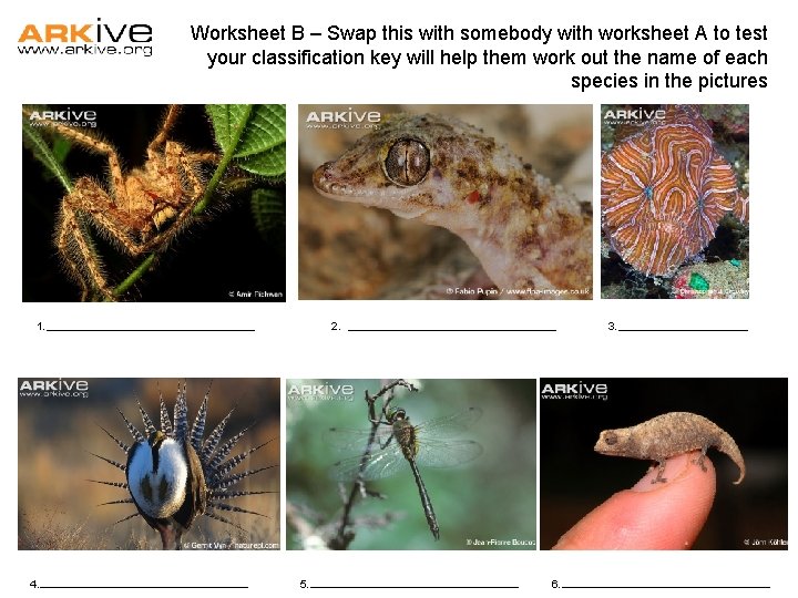 Worksheet B – Swap this with somebody with worksheet A to test your classification