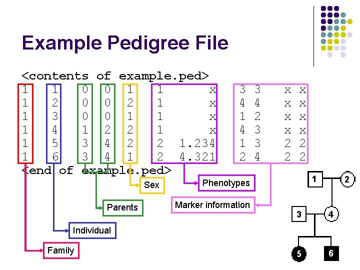 Example Pedigree File <contents of example. ped> 1 1 0 0 1 1 x