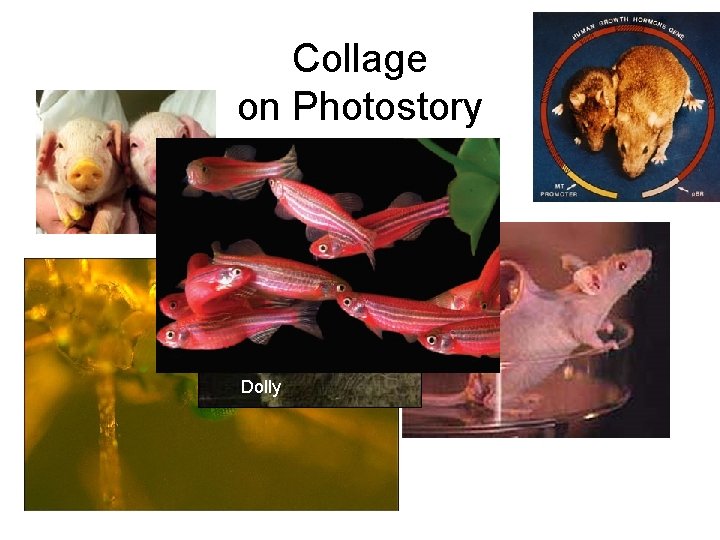 Collage on Photostory Dolly 