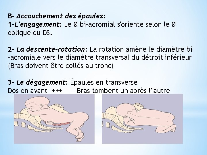 B- Accouchement des épaules: 1 -L'engagement: Le Ø bi-acromial s'oriente selon le Ø oblique