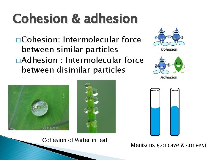 Cohesion & adhesion � Cohesion: Intermolecular force between similar particles � Adhesion : Intermolecular