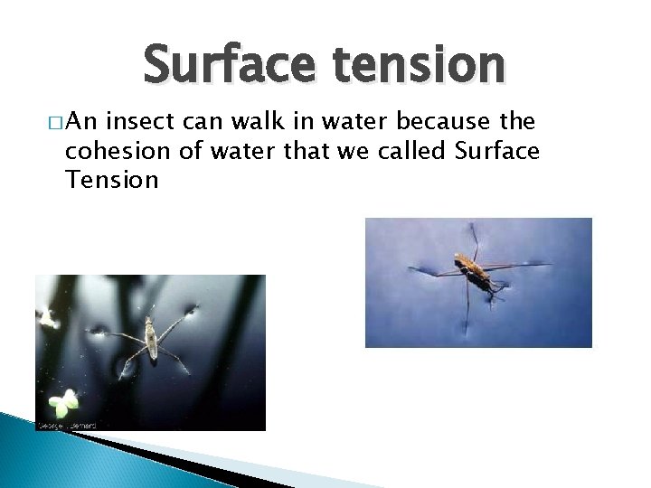 � An Surface tension insect can walk in water because the cohesion of water