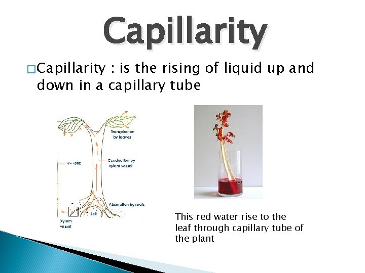 Capillarity �Capillarity : is the rising of liquid up and down in a capillary