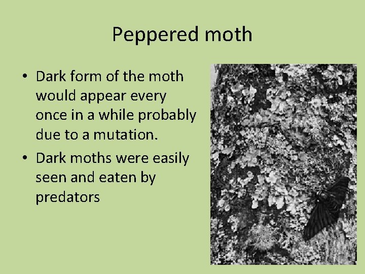 Peppered moth • Dark form of the moth would appear every once in a