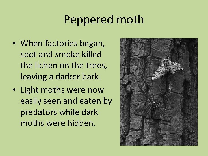 Peppered moth • When factories began, soot and smoke killed the lichen on the