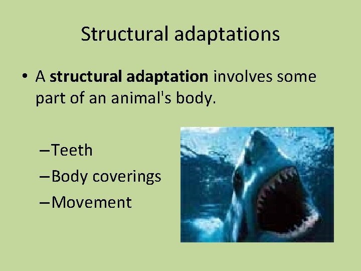 Structural adaptations • A structural adaptation involves some part of an animal's body. –
