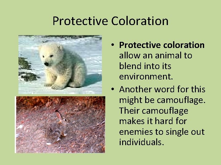 Protective Coloration • Protective coloration allow an animal to blend into its environment. •