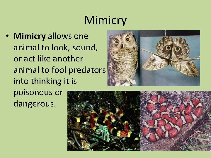 Mimicry • Mimicry allows one animal to look, sound, or act like another animal