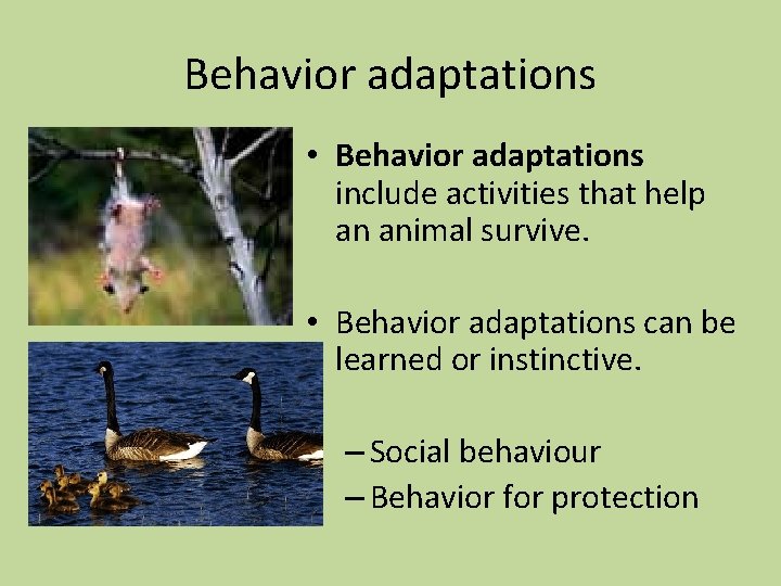 Behavior adaptations • Behavior adaptations include activities that help an animal survive. • Behavior