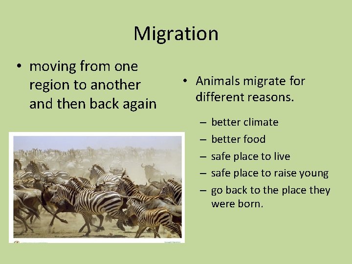 Migration • moving from one region to another and then back again • Animals