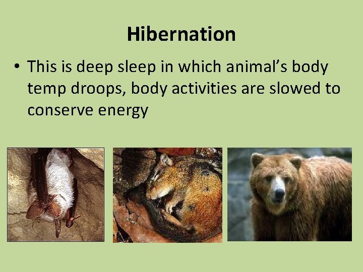 Hibernation • This is deep sleep in which animal’s body temp droops, body activities